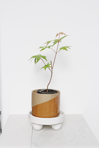 Small White Ceramic Plant Saucer – Indoor Tray Riser, Modern Decor