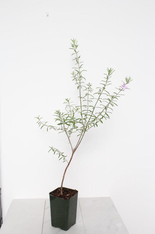 Purple Coastal Rosemary Starter Plant – Flowering Evergreen Shrub (Wynyabbie Gem)