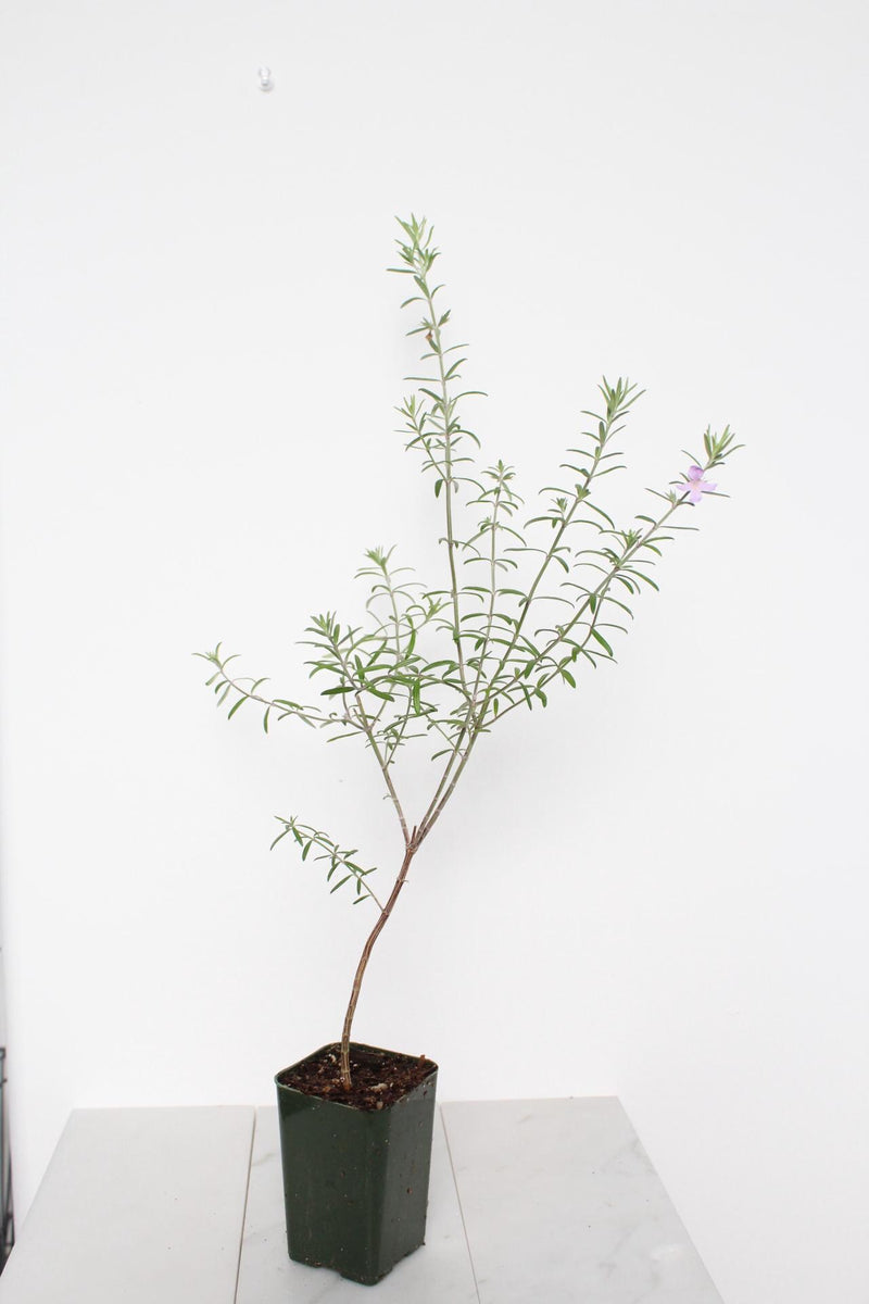 Coastal Rosemary – Purple Flowering Evergreen Shrub