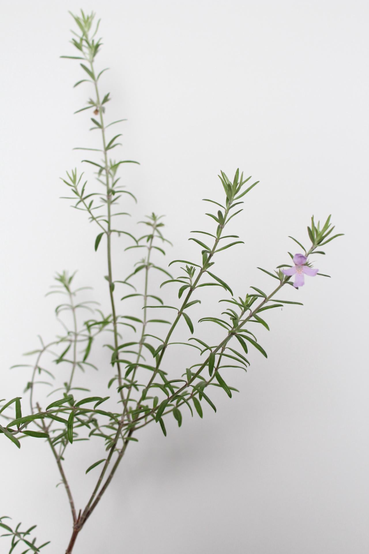 Purple Coastal Rosemary Starter Plant – Flowering Evergreen Shrub (Wynyabbie Gem)