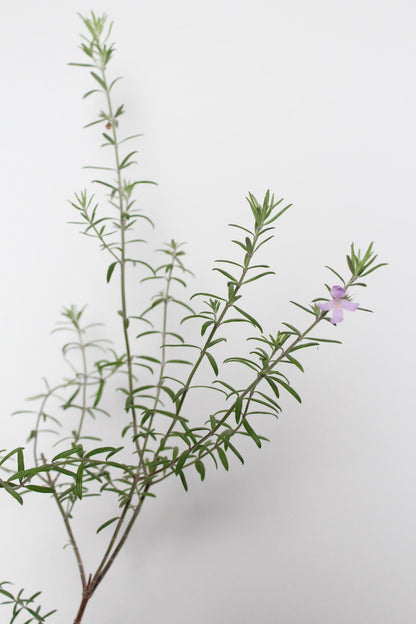 Purple Coastal Rosemary Starter Plant – Flowering Evergreen Shrub (Wynyabbie Gem)