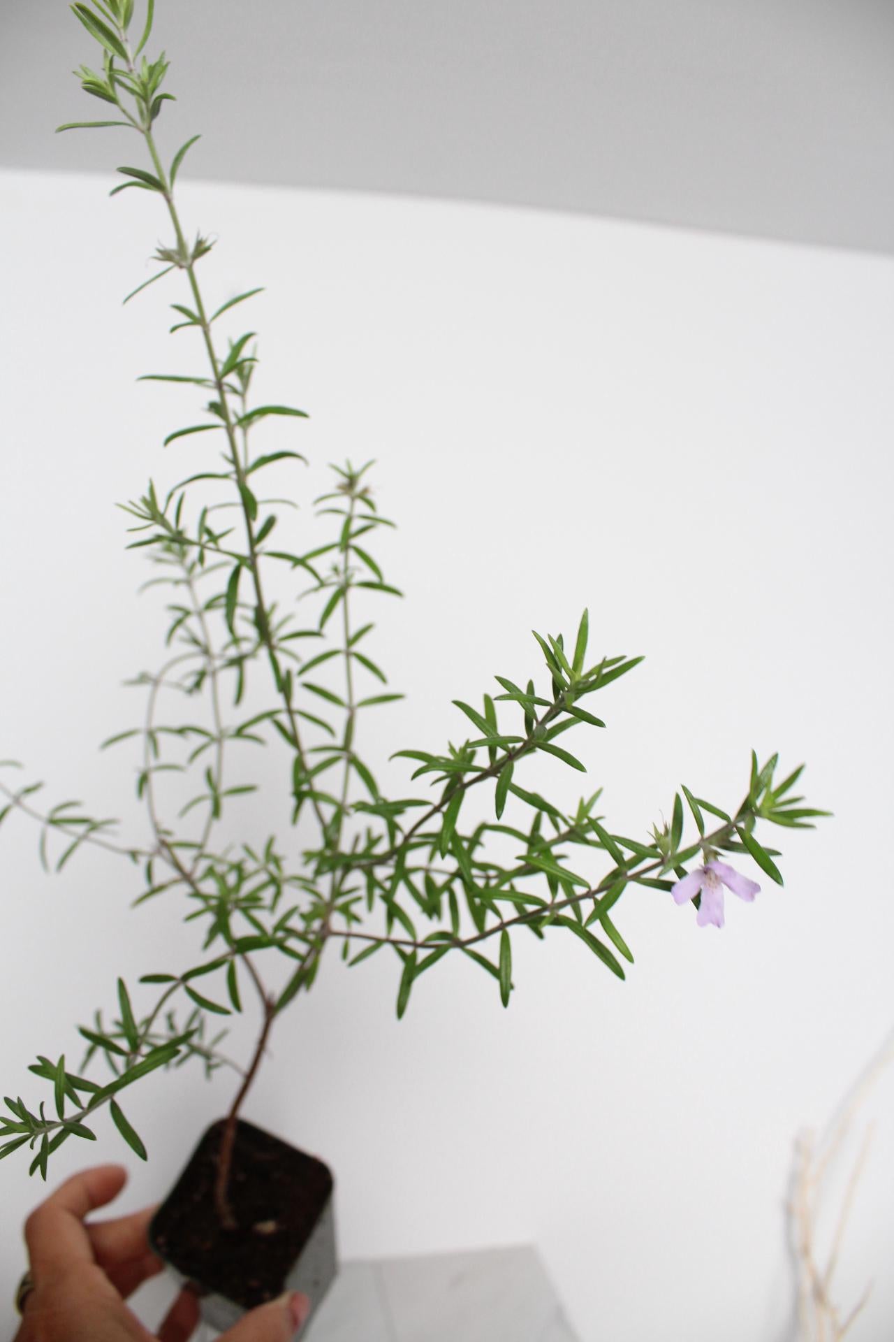 Purple Coastal Rosemary Starter Plant – Flowering Evergreen Shrub (Wynyabbie Gem)