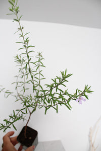 Coastal Rosemary – Purple Flowering Evergreen Shrub