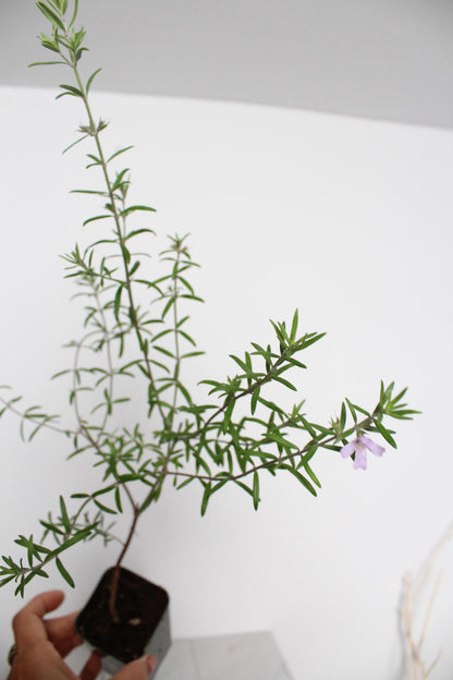 Purple Coastal Rosemary Starter Plant – Flowering Evergreen Shrub (Wynyabbie Gem)
