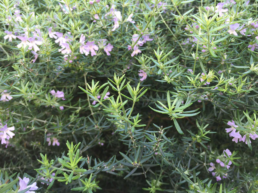 Purple Coastal Rosemary Starter Plant – Flowering Evergreen Shrub (Wynyabbie Gem)