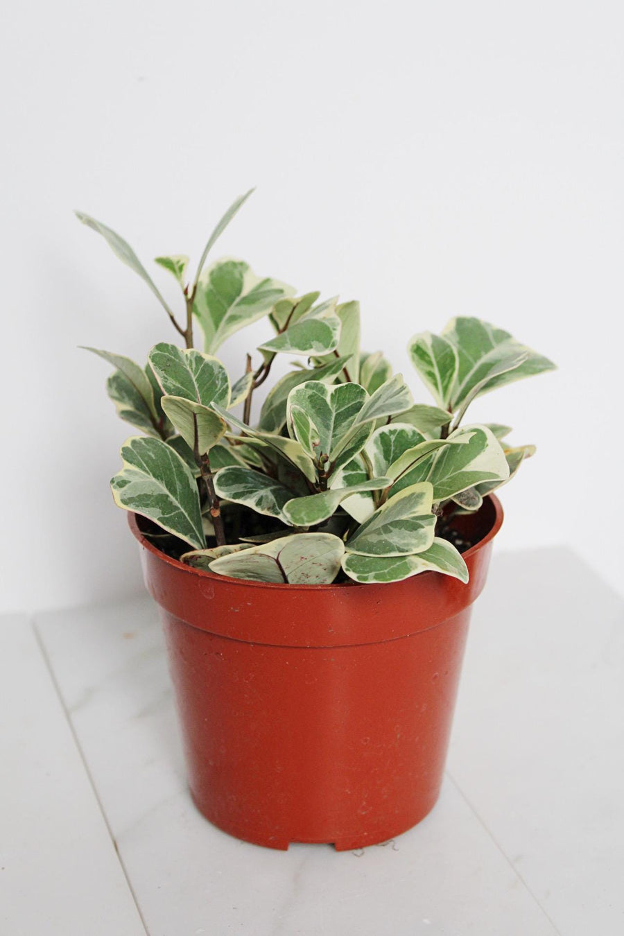 Ficus Triangularis Variegated – Rare Indoor Fig Tree in 4