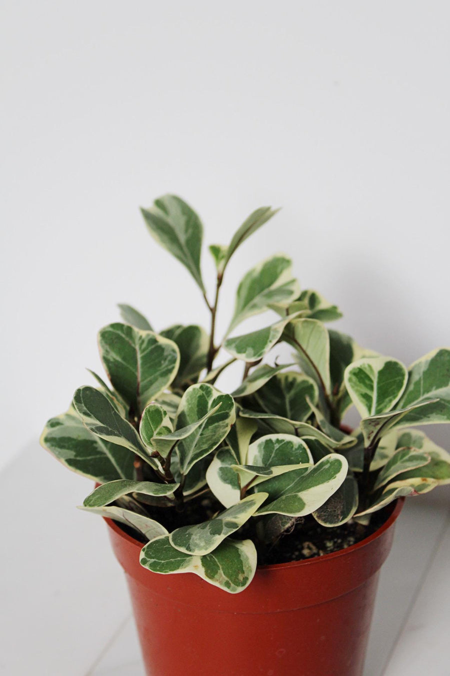 Ficus Triangularis Variegated – Rare Indoor Fig Tree in 4