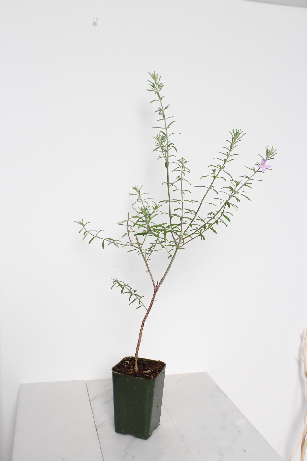 Purple Coastal Rosemary Starter Plant – Flowering Evergreen Shrub (Wynyabbie Gem)