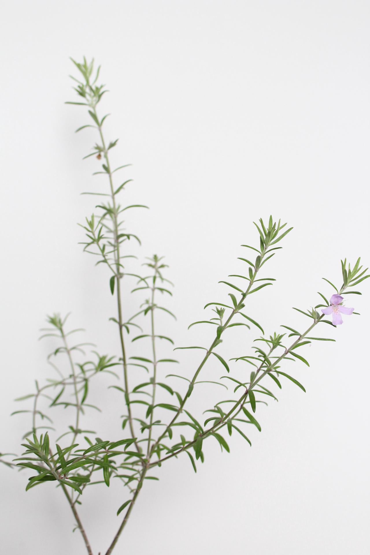 Purple Coastal Rosemary Starter Plant – Flowering Evergreen Shrub (Wynyabbie Gem)