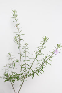 Coastal Rosemary – Purple Flowering Evergreen Shrub