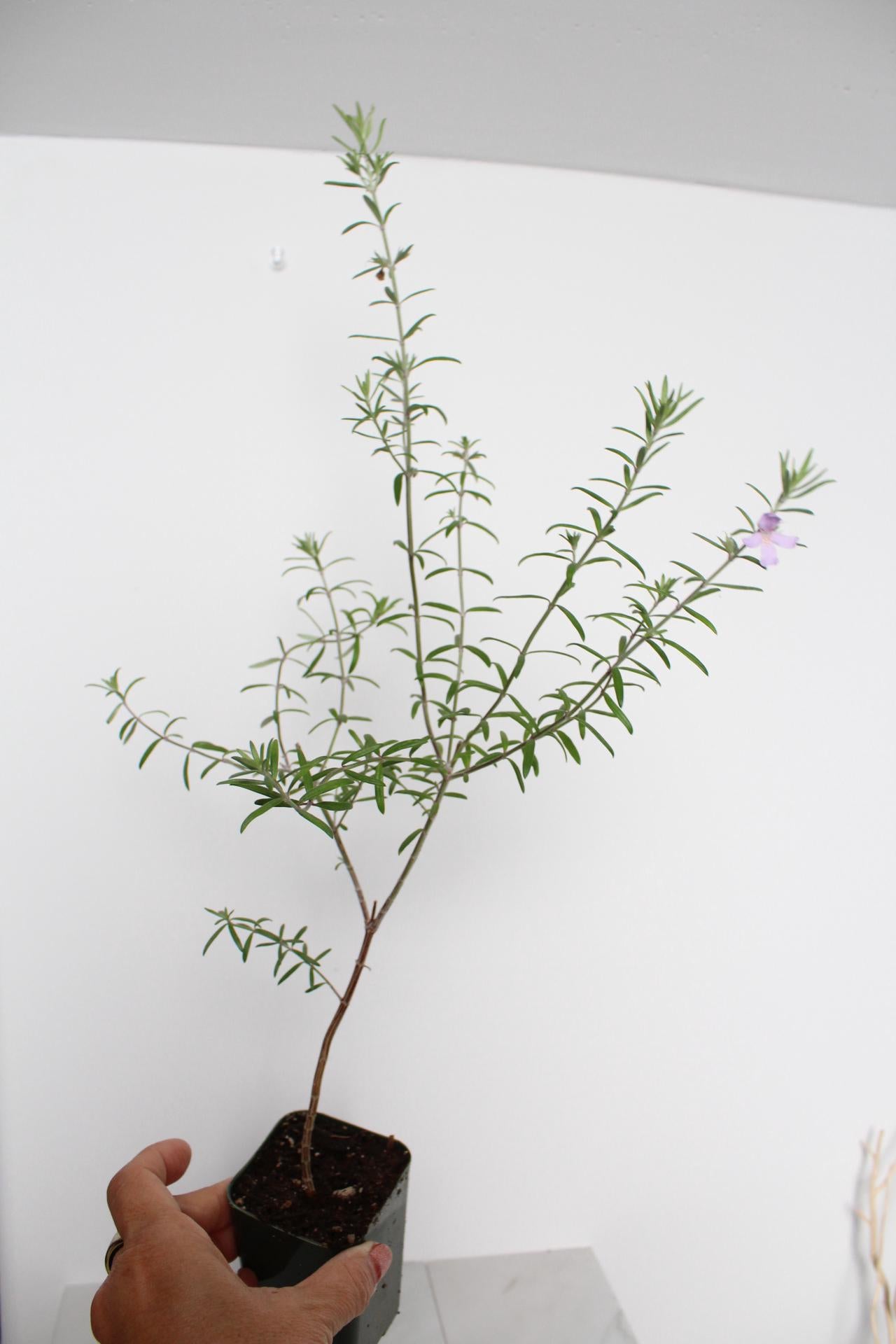 Purple Coastal Rosemary Starter Plant – Flowering Evergreen Shrub (Wynyabbie Gem)