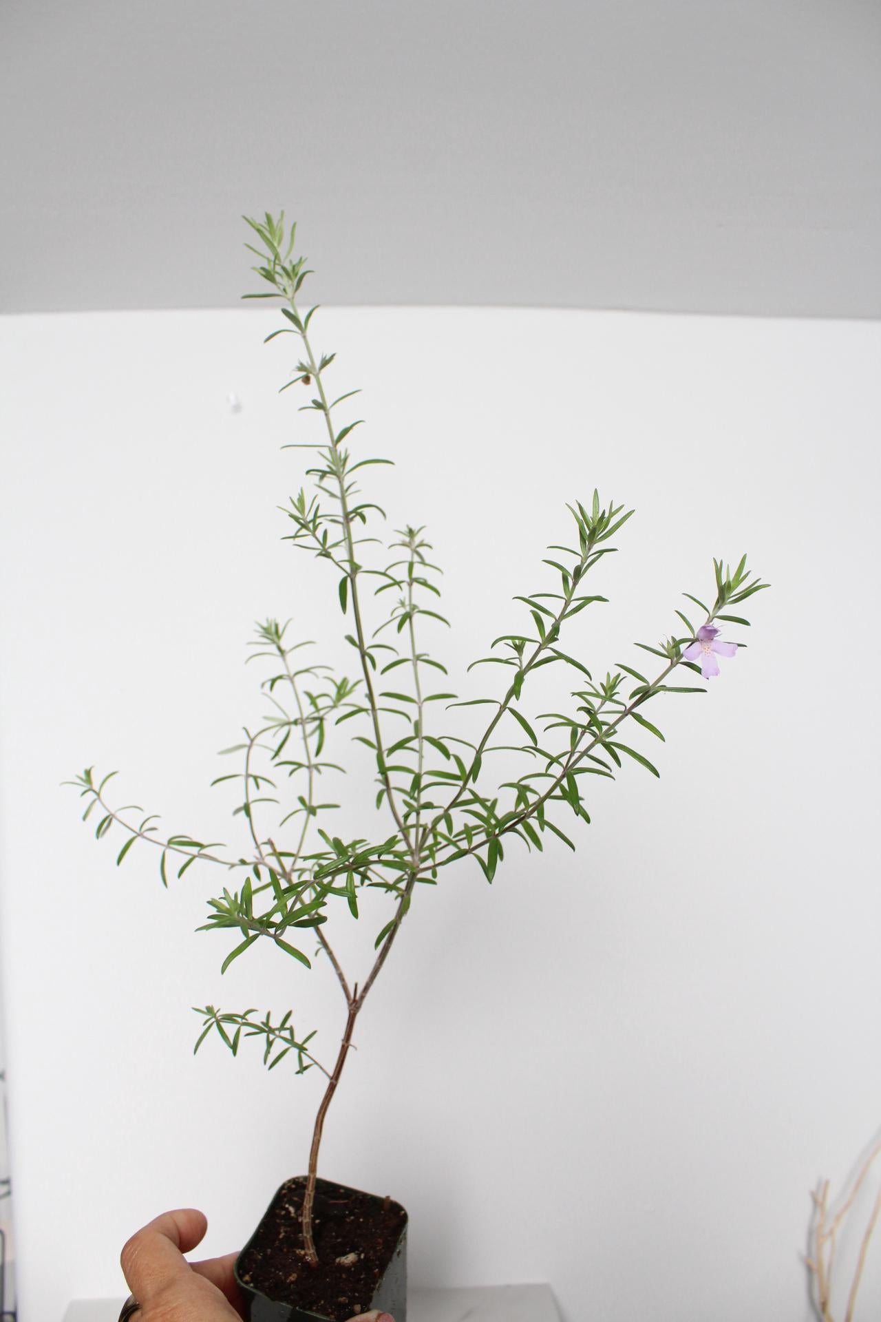 Purple Coastal Rosemary Starter Plant – Flowering Evergreen Shrub (Wynyabbie Gem)