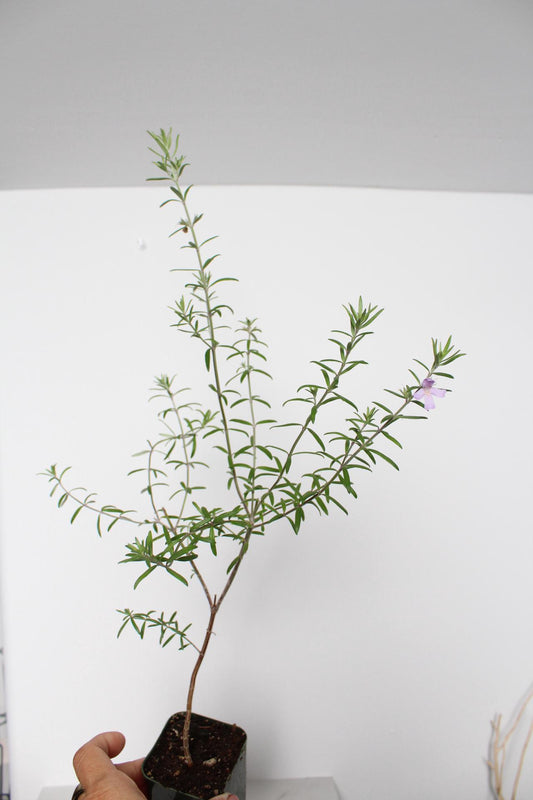 Purple Coastal Rosemary Starter Plant – Flowering Evergreen Shrub (Wynyabbie Gem)