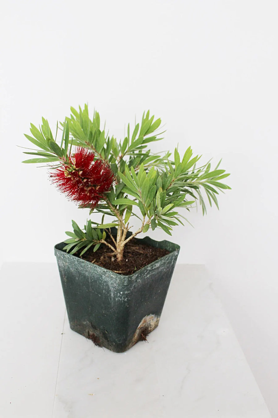 Weeping Red Bottlebrush – Callistemon 'Little John' Starter Plant for Outdoor Landscape & Pollinator Garden