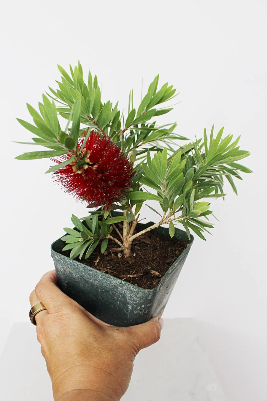 Weeping Red Bottlebrush – Callistemon 'Little John' Starter Plant for Outdoor Landscape & Pollinator Garden