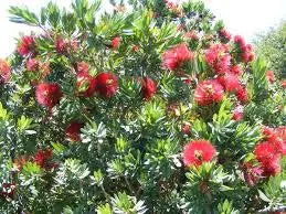 Weeping Red Bottlebrush – Callistemon 'Little John' Starter Plant for Outdoor Landscape & Pollinator Garden