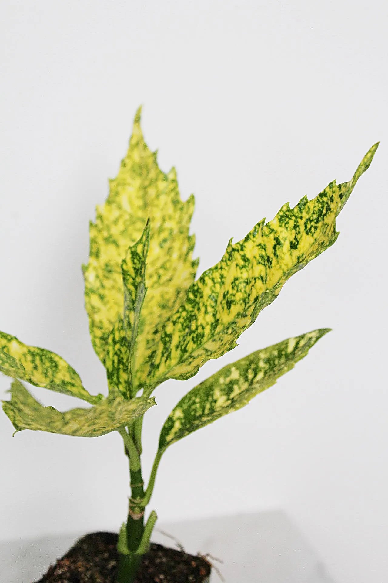 Gold Dust Plant – Shade-Loving Foliage Shrub for Indoor & Outdoor Garden Decor