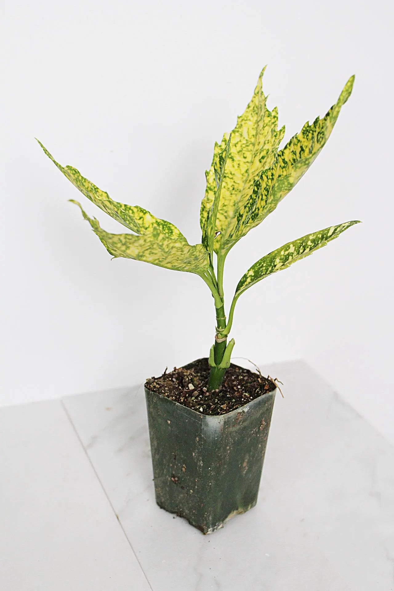 Gold Dust Plant – Shade-Loving Foliage Shrub for Indoor & Outdoor Garden Decor
