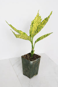 Gold Dust Plant – Shade Tolerant Foliage Starter Shrub