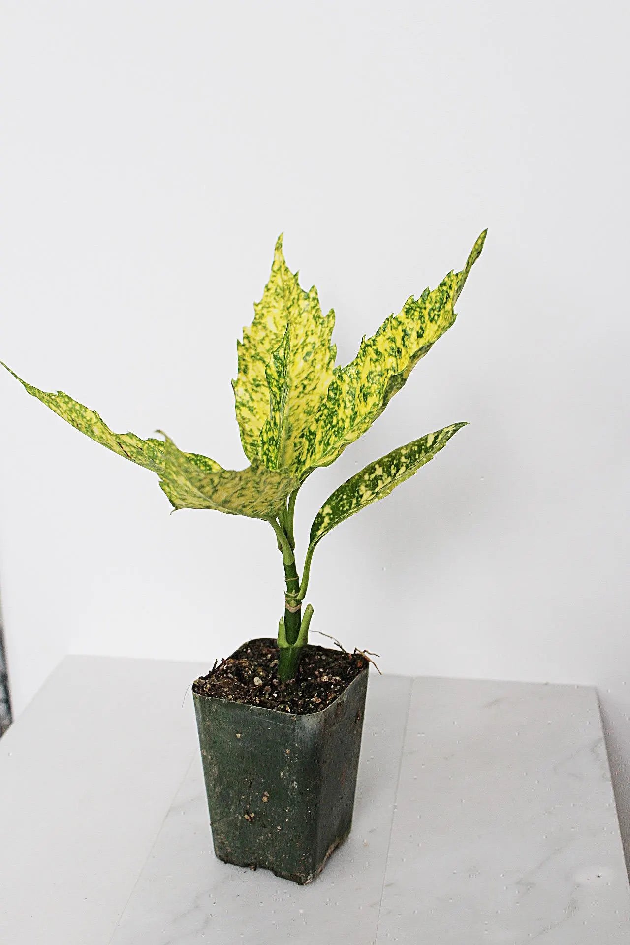 Gold Dust Plant – Shade-Loving Foliage Shrub for Indoor & Outdoor Garden Decor