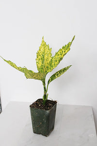Gold Dust Plant – Shade Tolerant Foliage Starter Shrub