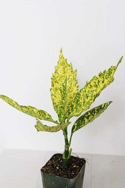 Gold Dust Plant – Shade-Loving Foliage Shrub for Indoor & Outdoor Garden Decor