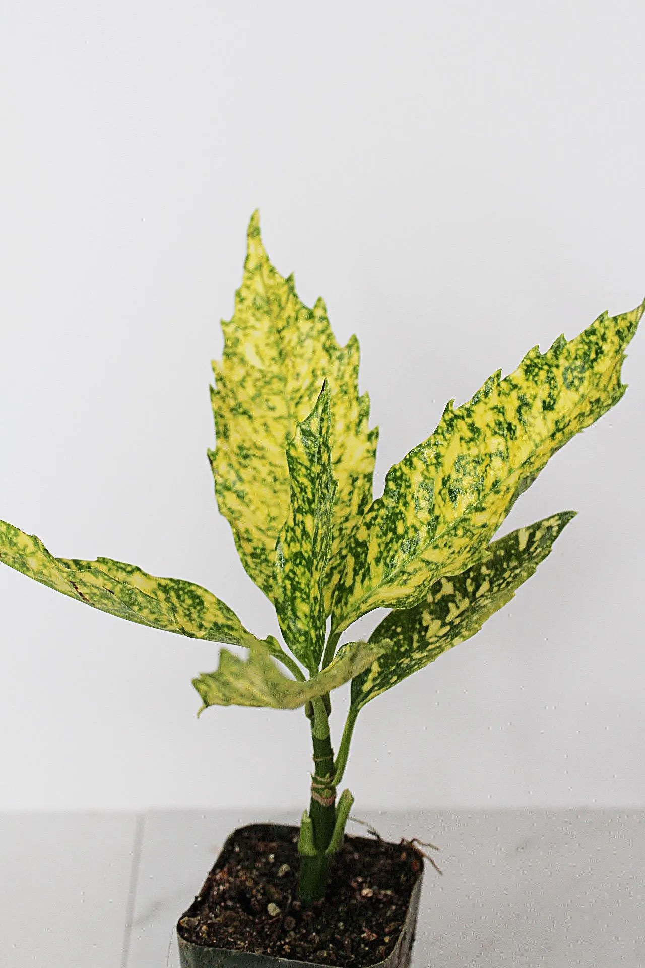 Gold Dust Plant – Shade-Loving Foliage Shrub for Indoor & Outdoor Garden Decor