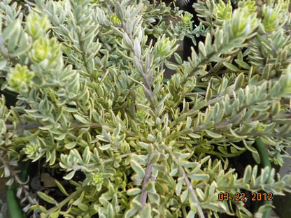 Yellow Variegated Coastal Rosemary – Drought-Tolerant Shrub for Outdoor Gardens