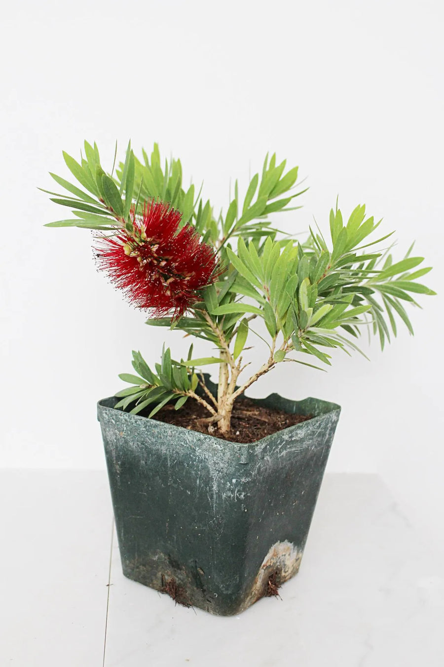 Weeping Red Bottlebrush – Callistemon 'Little John' Starter Plant for Outdoor Landscape & Pollinator Garden