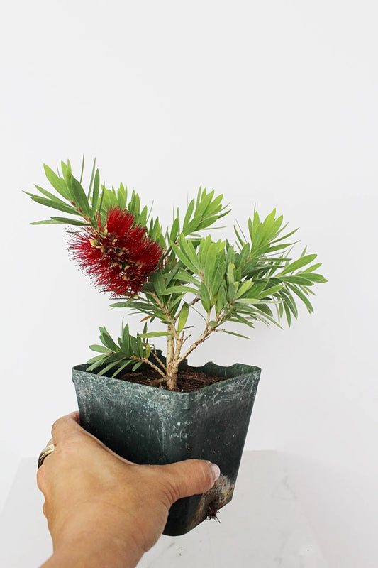 Weeping Red Bottlebrush – Callistemon 'Little John' Starter Plant for Outdoor Landscape & Pollinator Garden