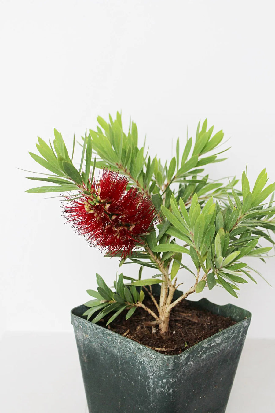 Weeping Red Bottlebrush – Callistemon 'Little John' Starter Plant for Outdoor Landscape & Pollinator Garden