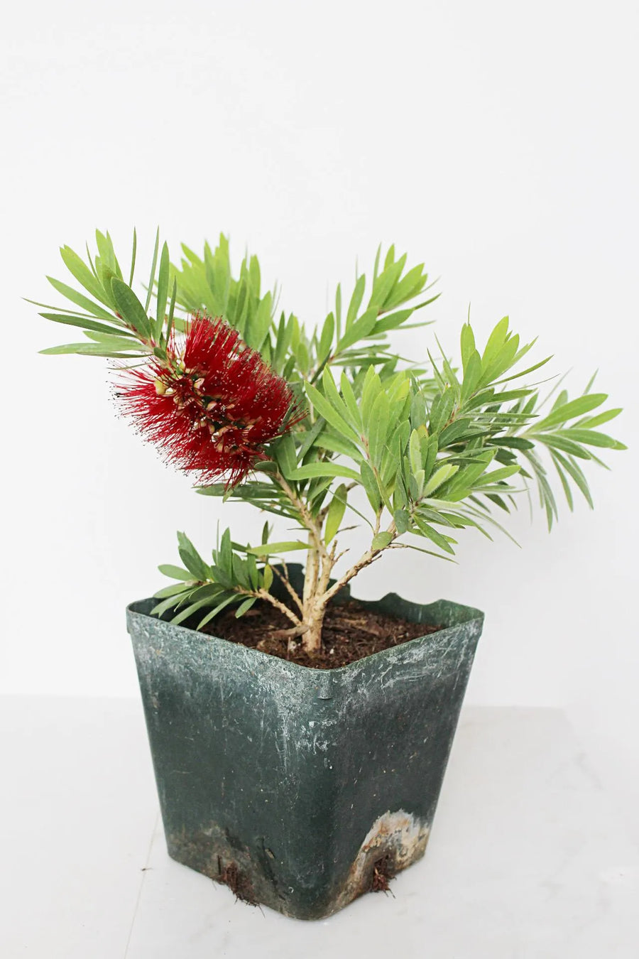Weeping Red Bottlebrush – Callistemon 'Little John' Starter Plant for Outdoor Landscape & Pollinator Garden