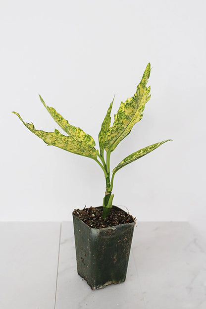 Gold Dust Plant – Shade-Loving Foliage Shrub for Indoor & Outdoor Garden Decor