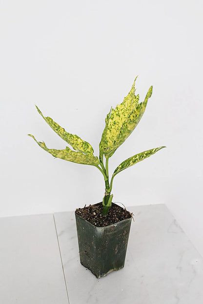 Gold Dust Plant – Shade-Loving Foliage Shrub for Indoor & Outdoor Garden Decor