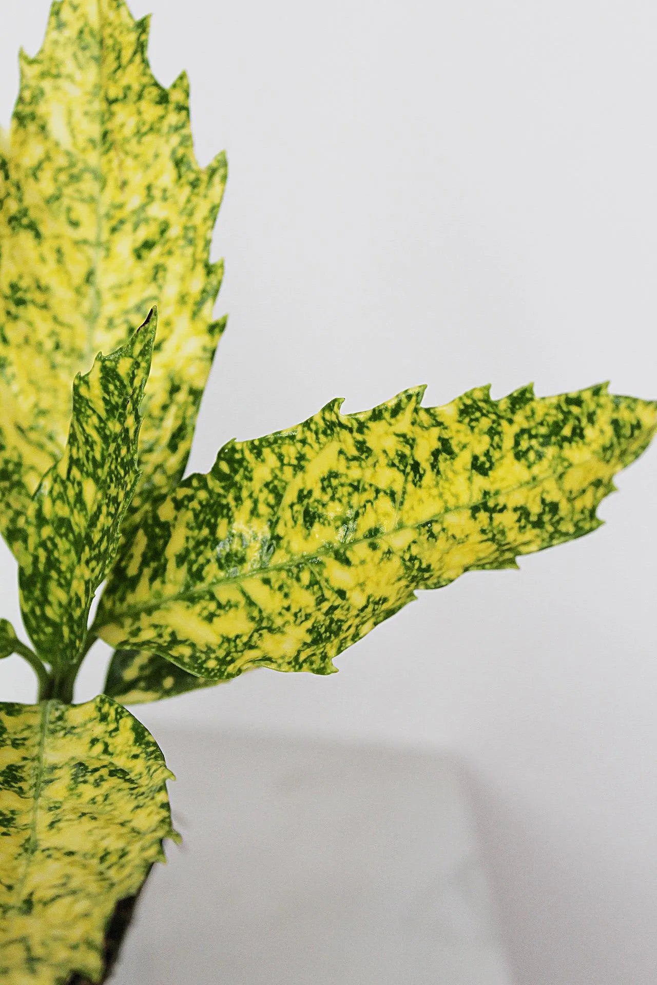 Gold Dust Plant – Shade-Loving Foliage Shrub for Indoor & Outdoor Garden Decor