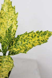 Gold Dust Plant – Shade Tolerant Foliage Starter Shrub