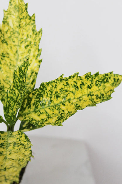 Gold Dust Plant – Shade-Loving Foliage Shrub for Indoor & Outdoor Garden Decor