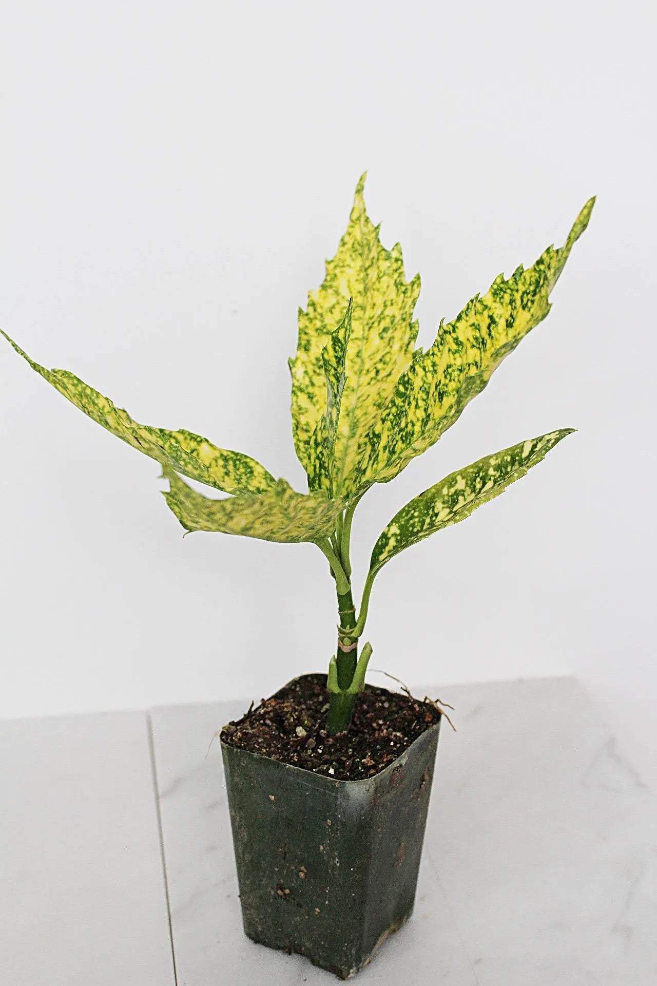 Gold Dust Plant – Shade-Loving Foliage Shrub for Indoor & Outdoor Garden Decor