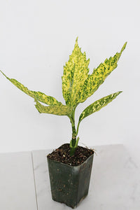 Gold Dust Plant – Shade Tolerant Foliage Starter Shrub