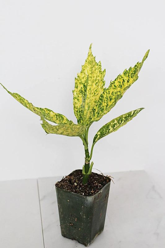 Gold Dust Plant – Shade-Loving Foliage Shrub for Indoor & Outdoor Garden Decor