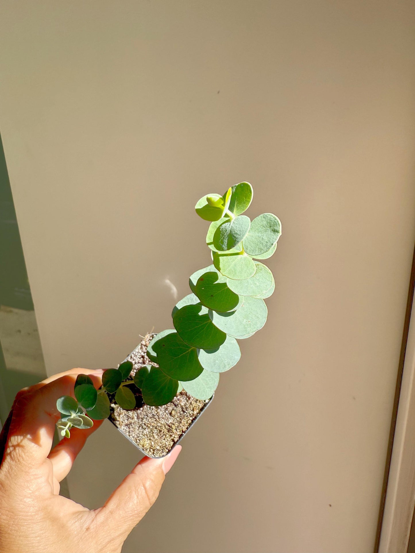 Spiral Gray Eucalyptus 'Baby Blue' Starter Tree – Potted Plant for Garden