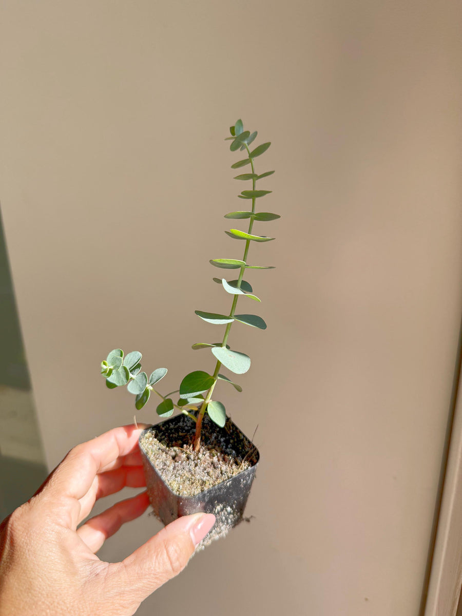 Spiral Gray Eucalyptus 'Baby Blue' Starter Tree – Potted Plant for Garden