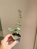Spiral Gray Eucalyptus Starter Tree – Baby Blue Live Fragrant Plant
