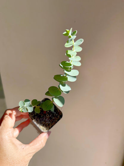 Spiral Gray Eucalyptus 'Baby Blue' Starter Tree – Potted Plant for Garden