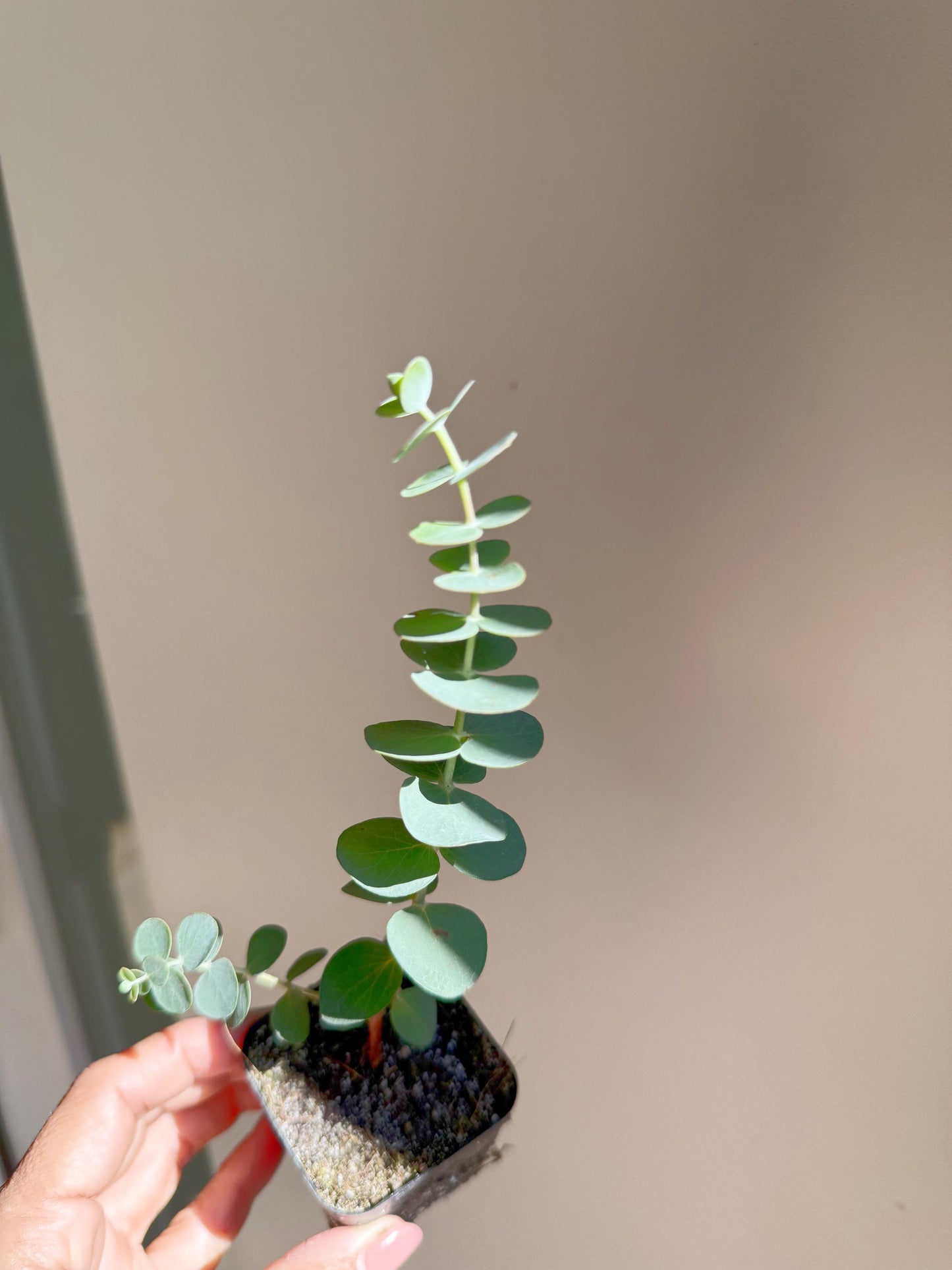 Spiral Gray Eucalyptus 'Baby Blue' Starter Tree – Potted Plant for Garden