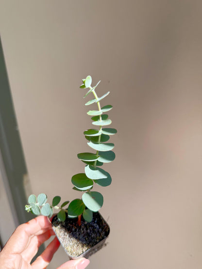 Spiral Gray Eucalyptus 'Baby Blue' Starter Tree – Potted Plant for Garden