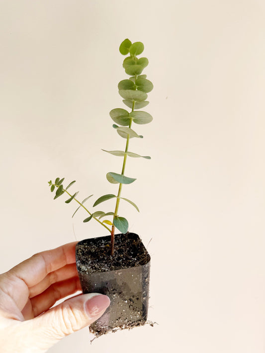Spiral Gray Eucalyptus Starter Tree – Baby Blue Live Fragrant Plant
