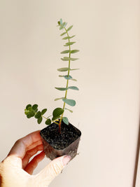 Spiral Gray Eucalyptus Starter Tree – Baby Blue Live Fragrant Plant
