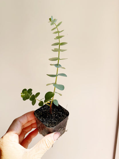Spiral Gray Eucalyptus 'Baby Blue' Starter Tree – Potted Plant for Garden
