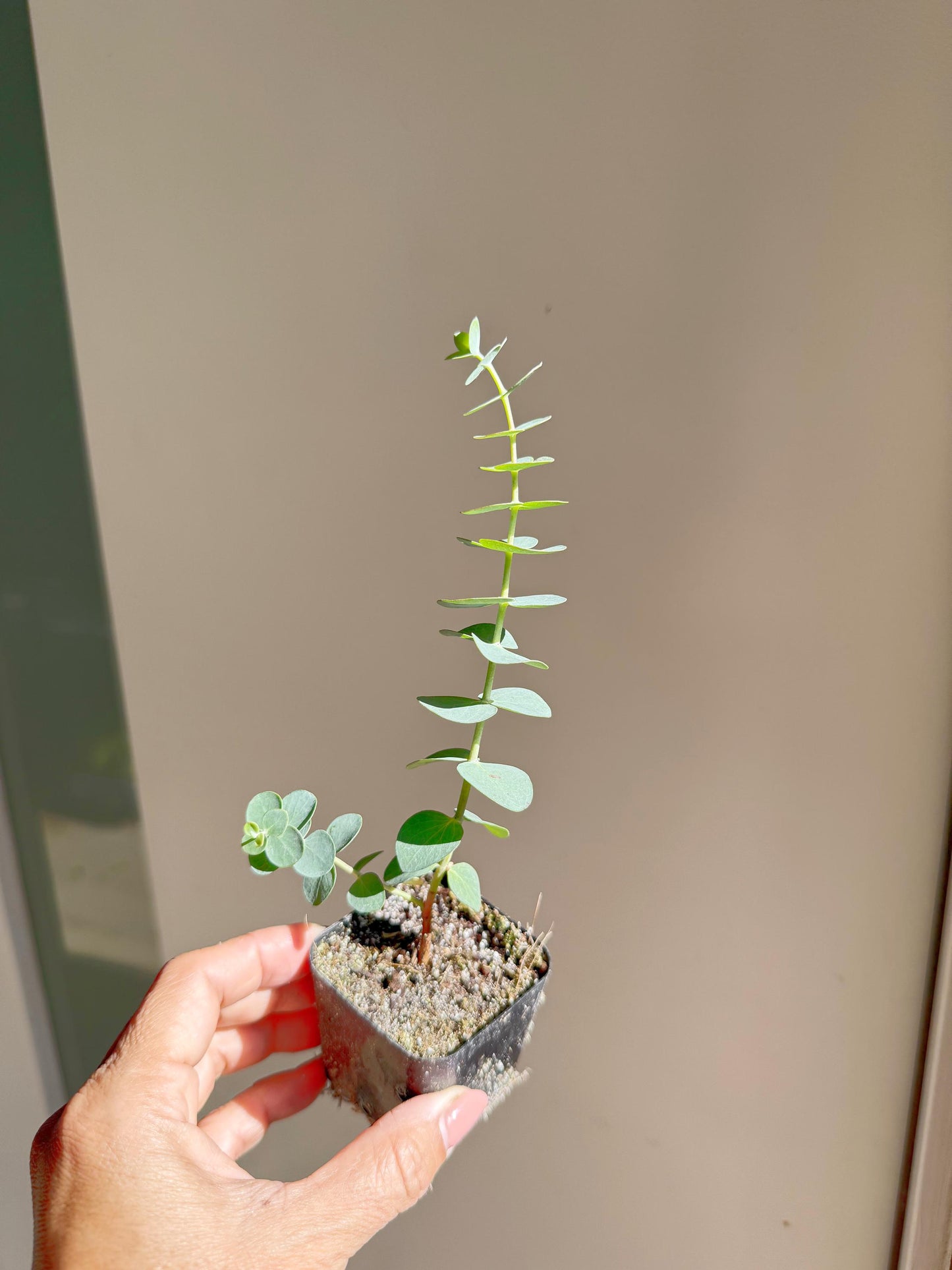 Spiral Gray Eucalyptus 'Baby Blue' Starter Tree – Potted Plant for Garden